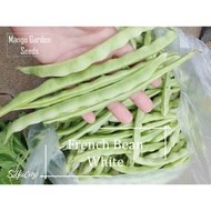 *High Yield* White French Bean - 20 Seed *Pot Friendly* Climb - Mango Garden