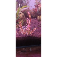 Rotalia ramosior Florida, (Rotala Florida aquatic plants emerge form ) 7stem