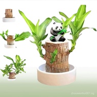 Brazilian Wood Plant,Fortune Brazil Wood Potted Plant,Brazilian Wood Hydroponic Plant, Brazilian Luc