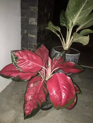 ต้นสุขใจสมปอง ราชินีใบไม้ ราชาแห่งไม้ประดับ อโกลนีมา ช้างแดง Aglaonema sp. ‘Changdaeng ไม้มงคล ไม้ฟอ