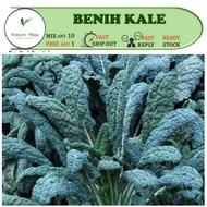 20  biji DINASOR KALE seeds sedap tumis
