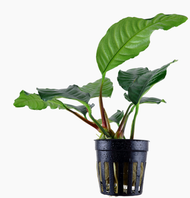 tumbuhan akuatik Anubias coffefolia aquascape