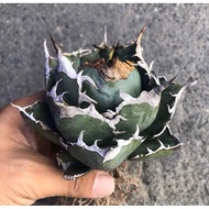 GEM Succulent Plant 正宗白鲸仁王冠龙舌兰agave titanota white whale