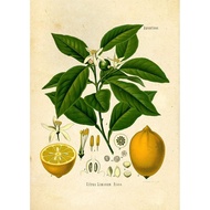Fruit Botanical Prints Vintage Wall Art Drawing Lemon Apple Orange Pomegranate Cherry Elderberry Ras