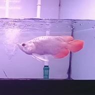 ikan Arwana super red Semi King