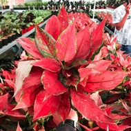 AGLONEMA RUBY GARUDA MERAH AGLAONEMA RUBI GARUDA MERAH MURAH MERIAH