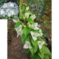 Bunga Bougenville Id Ekor Musang Putih Bibit Sambungan -tanaman