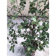 Ficus Nana (Money Making Plant)