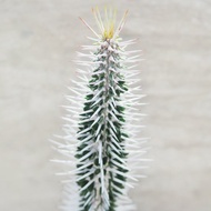 【荳荳多肉】【地獄魔針】喬遷│送禮│升遷│多肉植物