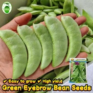[KateSeeds] 15 Seeds Green Eyebrow Beans Seeds  青眉豆种子 Fast Harvest Hyacinth Bataw Bitsuwelas Bean Se