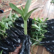 Promo Tanaman Hias Bibit Anggrekpohon Bunga Anggrek Hitam Papua