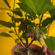 H2O - Mulberry 桑葚 Fruit Tree Live Plant