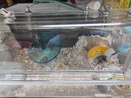 （圖內全部包括🐹）熊仔倉鼠 籠 亞克力高清倉鼠籠 連熊仔鼠 籠 Hamster and cage