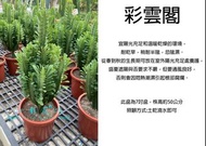 心栽花坊-彩雲閣/仙人掌/7吋/多肉植物/觀葉植物/售價600特價500