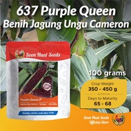 [100g] Benih Jagung Ungu 637 Purple Queen F1 Soon Huat Seeds