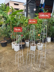 ซุ้ม ทรีโรส T-Rose 70cm 90cm 100cm. 1.5m 1.8m ซุ้มกุหลาบ ซุ้มพวงคราม