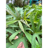 Ubi Cilembu aka Ubi Manis aka Keledek aka Ipomoea Batatas
