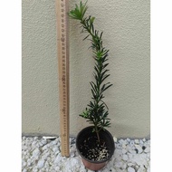 Podocarpus / 小叶米叶菊花蕊雀舌罗汉松
