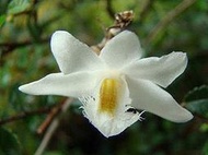 台灣原生蘭花Dendrobium equitans 蘭嶼 燕石斛(罕見~不定期來花))極稀有(勿下標)