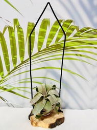 空氣鳳梨 電捲  空間佈置 交換 畢業禮物(含植物)