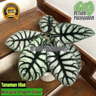 Tanaman Hias Alocasia Dragon Silver - Alocasia Silver Dragon