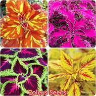 100PCS Coleus Seeds Plant Flower Seed Garden Decoration Air Purifying Plants Real Live Plants Orname
