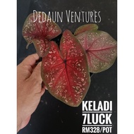 [dedaun] Caladium Plants 7Luck / Seven Luck - Pokok Keladi - Seven Luck / 7Luck - Ready Stock