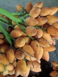 Betel Nut 25Pcs Nganga Mama Bunga Bua Nuts Seeds