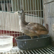 Ayam Merak Biru Anakan