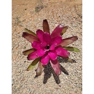 BROMELIAD Plant Purple Star