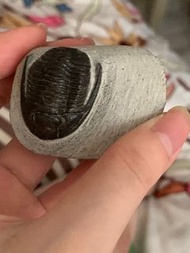 摩洛哥 角砑頭蟲屬三葉蟲化石