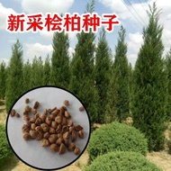 Ready Stock Fast Shipping New Cypress Seeds Cypress Round Cypress Thorn Cypress Red Heart Cypress Pe