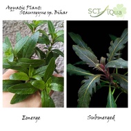 Staurogyne Sp. Bihar锯齿紫柳-Emerge水上叶/Aquatic plant/Tumbuhan Akuatik