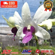 ( KNOP / SPIKE ) ANGGREK DENDROBIUM WON LENG-sudah Knop/Spike-DENDROBIUM