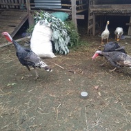 ayam kalkun siap produksi sepasang
