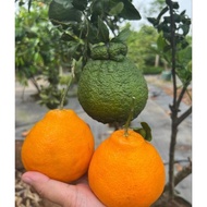 Termurah Bibit jeruk dekopon berbuah