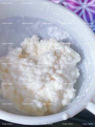 Milk kefir grains 奶克菲爾 菌種 益生菌 奶克BB