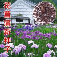 Flower Calamus Seed Flower Seed Calamus Seed Sale Flower Calamus Seed Tang Calamus Seed26560904PDD72