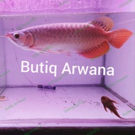 Ikan Arwana super Red Spesial Semok