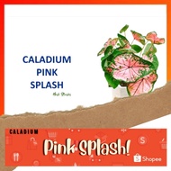 🍃 CALADIUM : "PINK SPLASH"🍃 [Caladium Plants-Pokok Keladi / Real Live Plant] 🍃