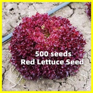 เมล็ดพันธุ์ ผักกาดหอม สีม่วง (Purple Lettuce Seed)  - งอกง่าย 500เมล็ด/ซอง Red Lettuce Seed Lettuce Vegetable Seeds for Planting Hydroponics Vegetable Plants รูบีคอส เมล็ดพันธุ์ผัก เมล็ดพันธุ์ ผักสวนครัว เมล็ดผักสลัด ตราศรแดง เมล็ดบอนสี ต้นไม้มงคล บอนสี