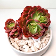 10 เมล็ด เอชชิวาเรีย กระบองเพชร ไม้อวบน้ำ กุหลาบหิน แคคตัส Echeveria เมล็ดใหม่ สายพันธุ์ Echeveria juliana