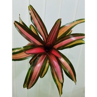 bromeliad neoregelia Heart Affair