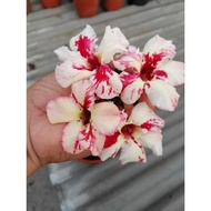adenium kemboja id covid19 富贵花 covid19