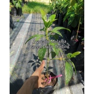 ANAK POKOK AVOCADO MALAMA