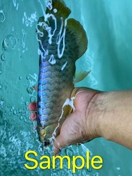 Blue Base Crossback MGBB Arowana