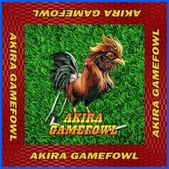 ✑ ¤ Limber matting gamefowl