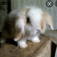 kelinci hias ras fuzzy lop import anakan 2-3 bulan