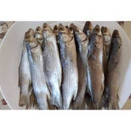 IKAN BELANAK/KEDERA MASAM .