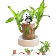 Brazilian Wood Plant, Fortune Brazil Wood Potted Plant, Brazilian Lucky Tree, Brazilian Lucky Wood P